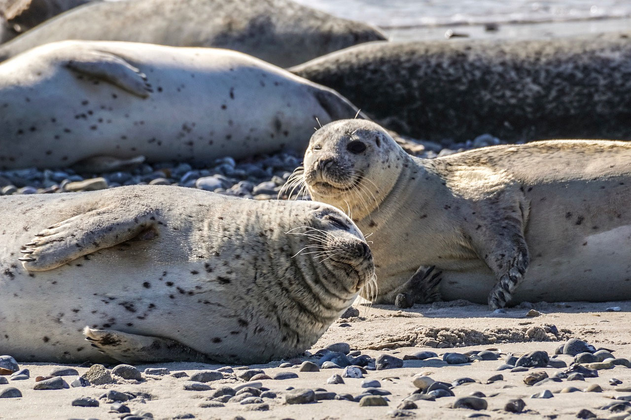 Seehunde am Strand