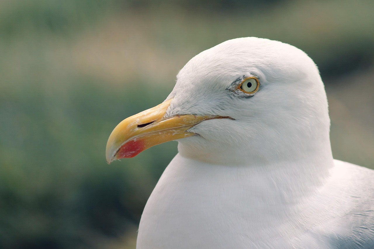 Eine Möwe im Porträt