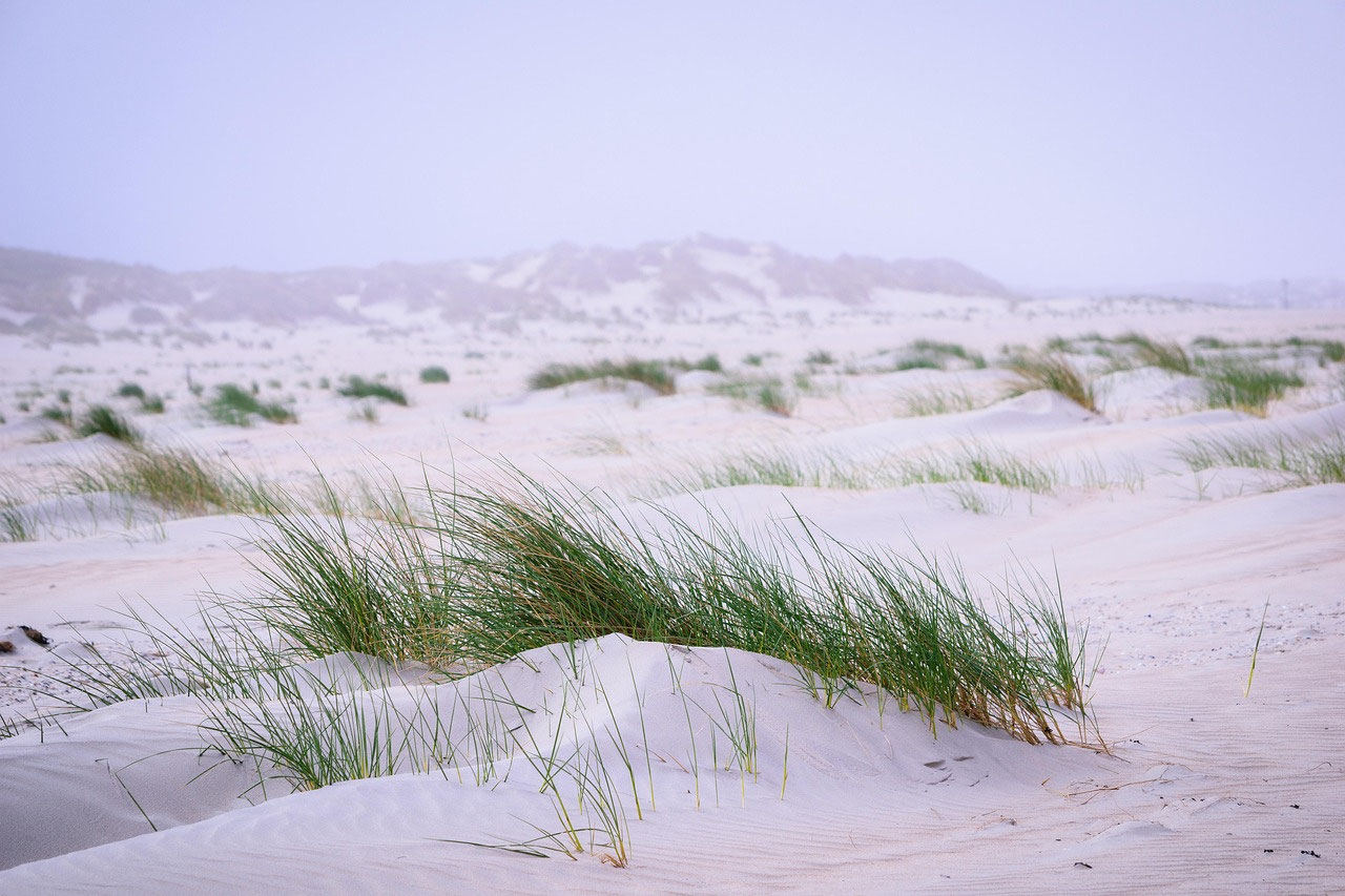 Dünengras im hellen Sand