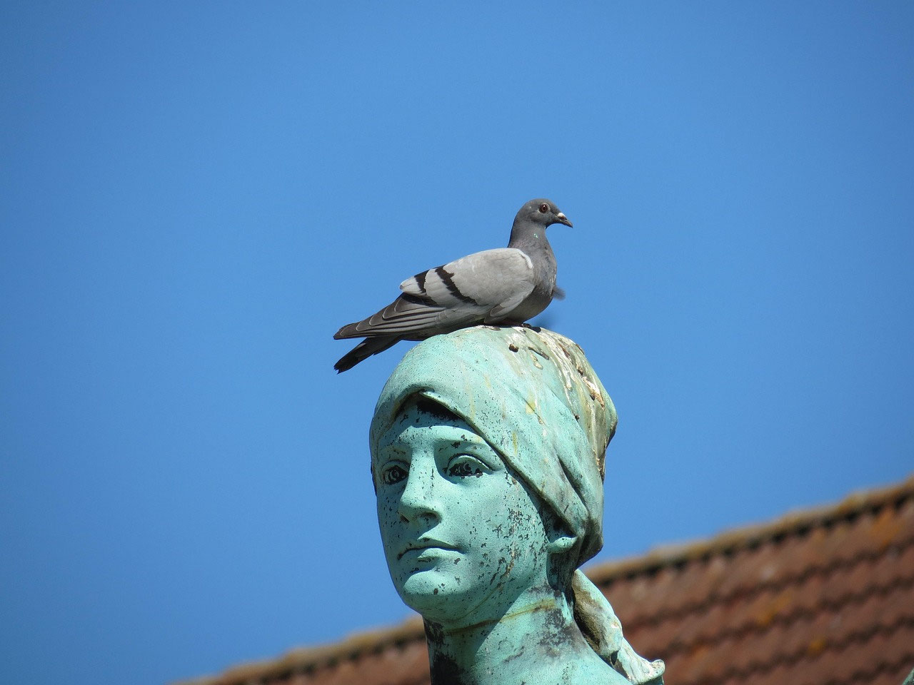Möwe auf einer Statue